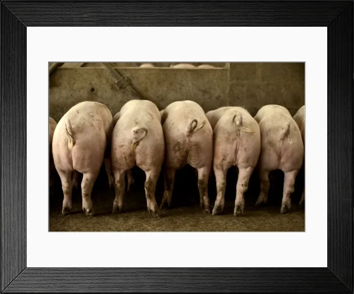 Framed Print : Large White Pig – Rear view - Lined up in pen Framed Print : Large White Pig – Rear view - Lined up in pen