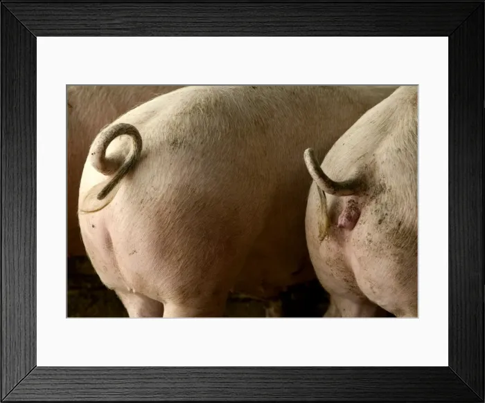 Framed Print : Large White Pigs – Rear view showing curly tails Framed Print : Large White Pigs – Rear view showing curly tails