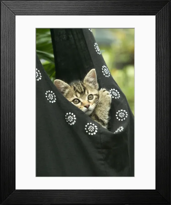 Framed Print : European brown Tabby Cat - Kitten in carrier Framed Print : European brown Tabby Cat - Kitten in carrier