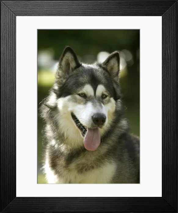 Framed Print : Malamut Dog - Close-up of head Framed Print : Malamut Dog - Close-up of head