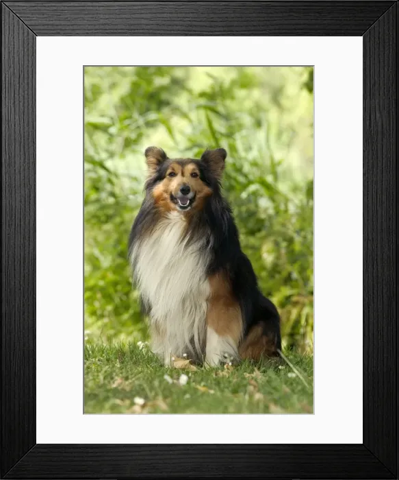 Framed Print : Rough Collie Dog - Sitting down Framed Print : Rough Collie Dog - Sitting down