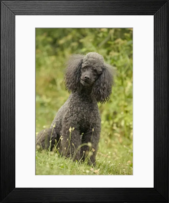 Framed Print : Poodle Dog Framed Print : Poodle Dog