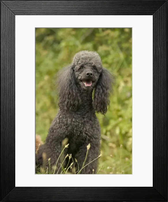 Framed Print : Poodle Dog - Sitting down Framed Print : Poodle Dog - Sitting down