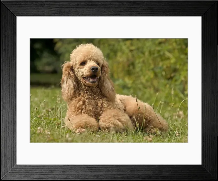 Framed Print : Poodle Dog - Lying down Framed Print : Poodle Dog - Lying down