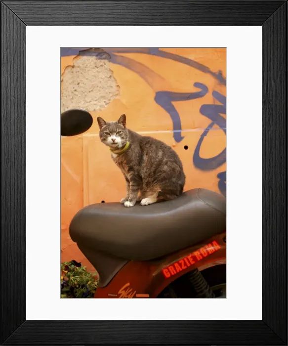 Framed Print : Cat Rome, Italy Framed Print : Cat Rome, Italy