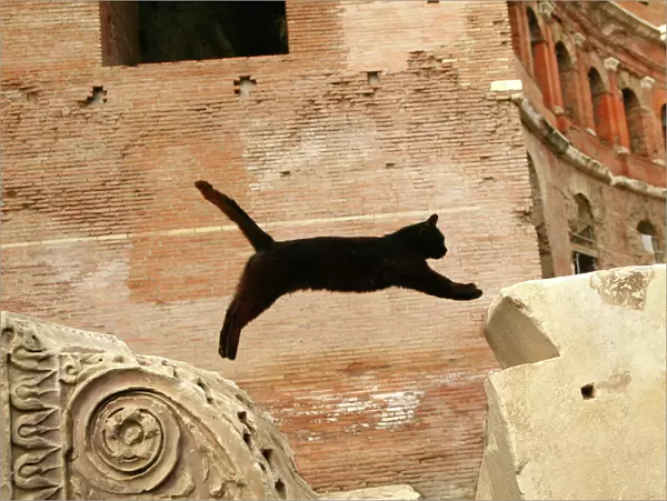 Cat Leaping. Rome, Italy