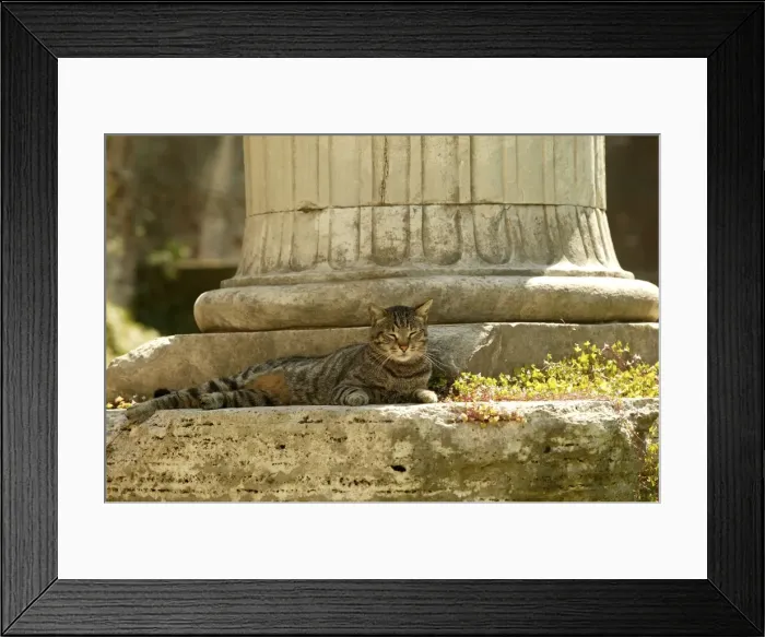 Framed Print : Cat Rome, Italy Framed Print : Cat Rome, Italy