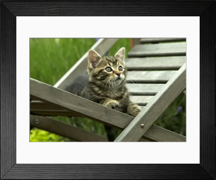 Framed Print : CAT - Tabby Kitten on chair Framed Print : CAT - Tabby Kitten on chair