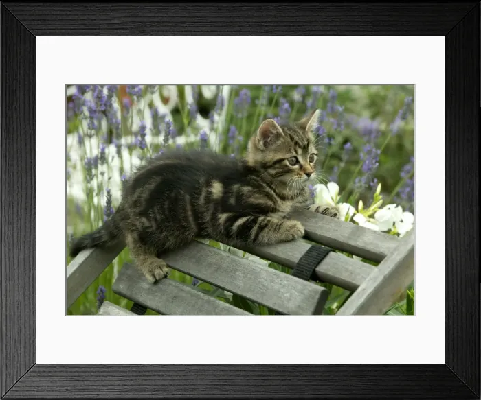 Framed Print : CAT - Tabby Kitten on chair in garden Framed Print : CAT - Tabby Kitten on chair in garden