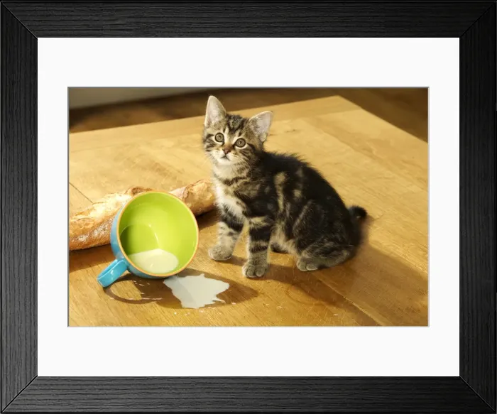 Framed Print : CAT - Tabby Kitten sitting by split mug of milk Framed Print : CAT - Tabby Kitten sitting by split mug of milk