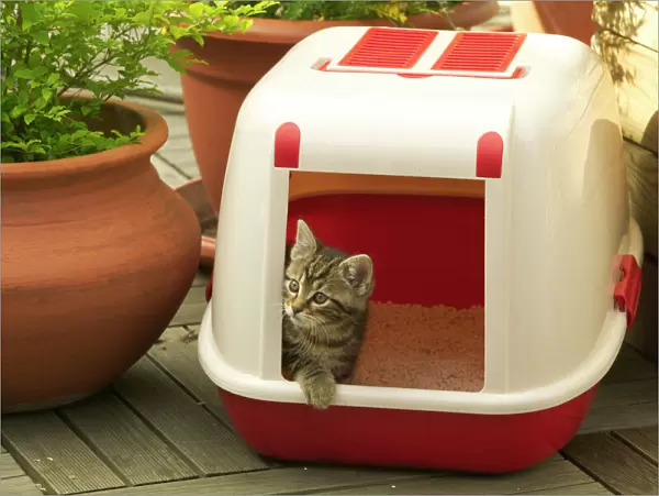CAT - Tabby Kitten in litter tray