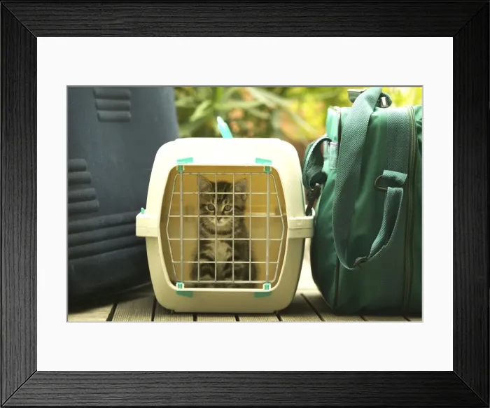 Framed Print : CAT - Tabby Kitten in cat basket Framed Print : CAT - Tabby Kitten in cat basket