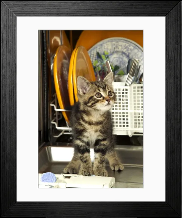 Framed Print : CAT - Tabby kitten standing in dishwasher