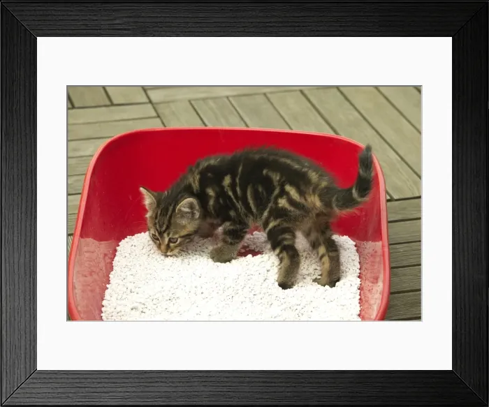 Framed Print : CAT - Tabby Kitten in litter tray Framed Print : CAT - Tabby Kitten in litter tray