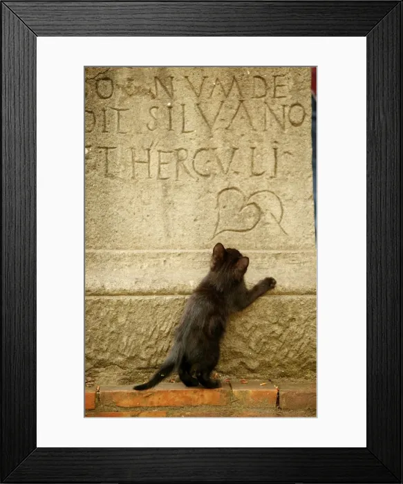 Framed Print : CAT - feral black kitten playing on gravestone Rome, Italy Framed Print : CAT - feral black kitten playing on gravestone Rome, Italy