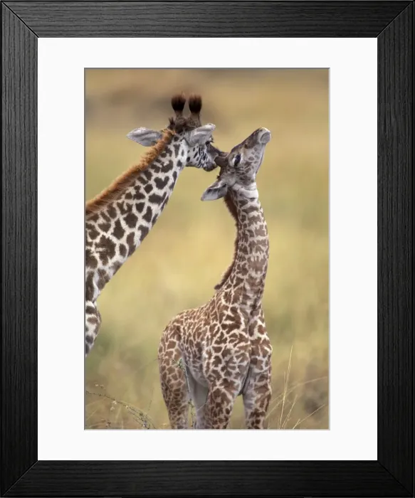Framed Print : Reticulated Giraffe - adult grooming young Framed Print : Reticulated Giraffe - adult grooming young