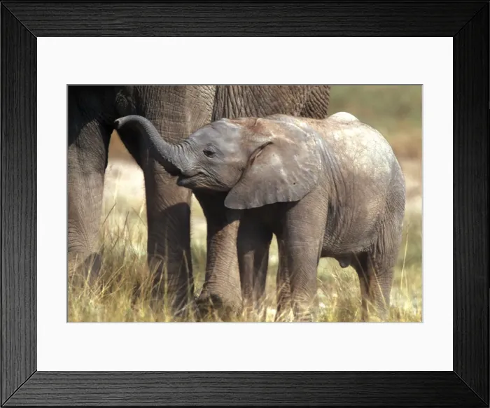Framed Print : African Elephant - young standing by adult Aboseli National Park, Kenya, Africa Framed Print : African Elephant - young standing by adult Aboseli National Park, Kenya, Africa