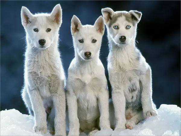 Siberian husky Dogs - three sitting on snow