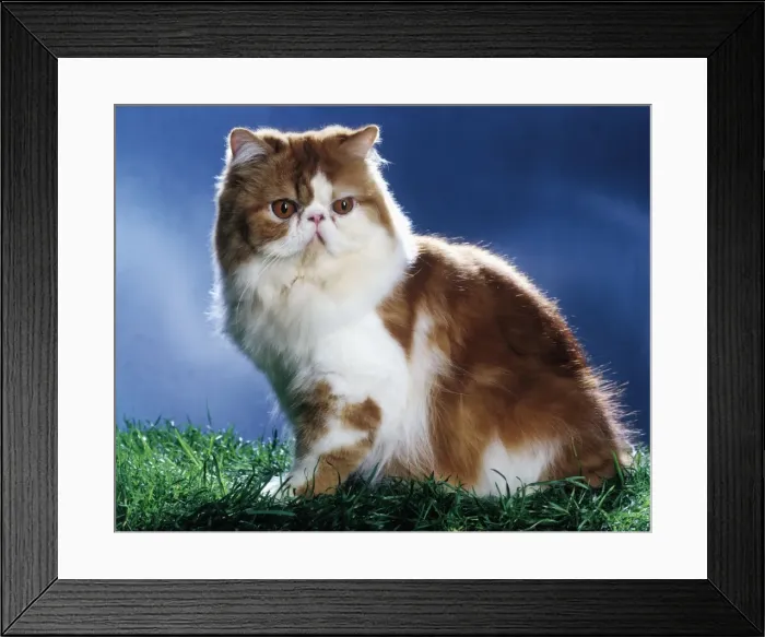 Framed Print : Red & White Persian Cat sitting on grass Framed Print : Red & White Persian Cat sitting on grass