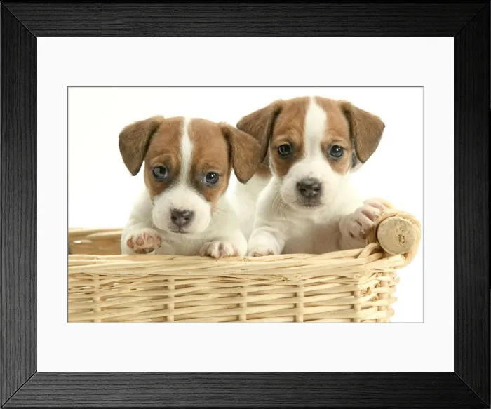 Framed Print : DOG - Jack Russel Terrier, two puppies in basket Framed Print : DOG - Jack Russel Terrier, two puppies in basket