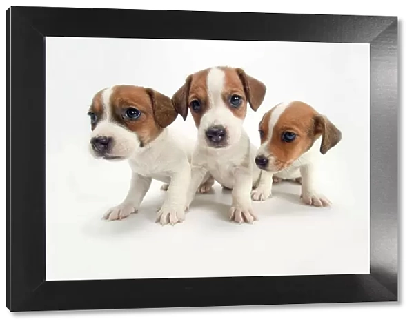 DOG - Jack Russel Terrier, three puppies