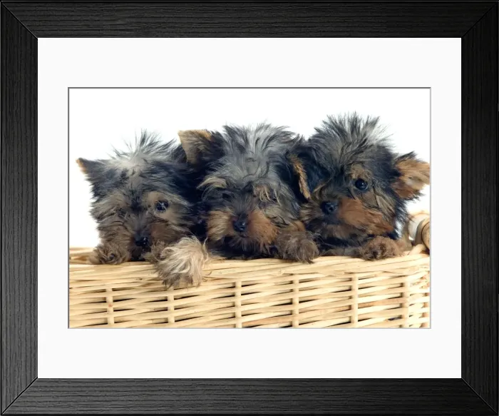 Framed Print : Yorkshire Terrier Dogs - three puppies in basket Framed Print : Yorkshire Terrier Dogs - three puppies in basket