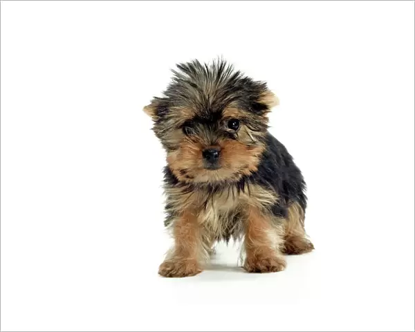 Yorkshire Terrier Dogs - puppy standing