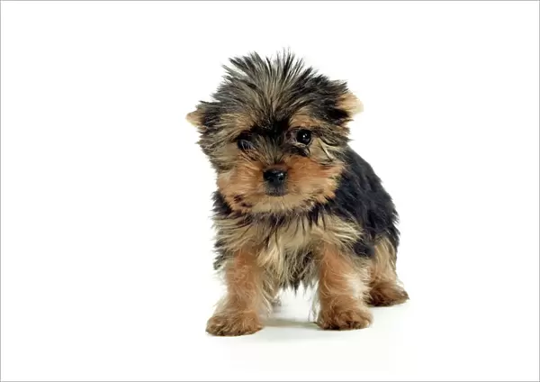 Yorkshire Terrier Dogs - puppy standing
