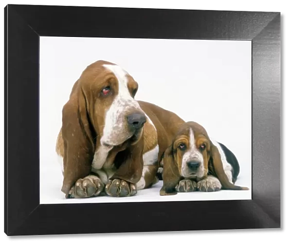 Dog - Basset Hound, adult with puppy