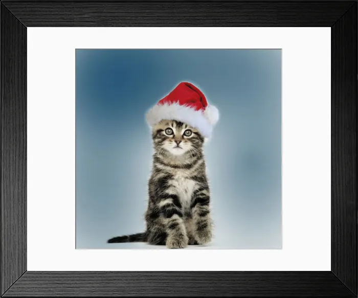 Framed Print : Cat - Tabby kitten sitting down wearing Christmas hat Framed Print : Cat - Tabby kitten sitting down wearing Christmas hat