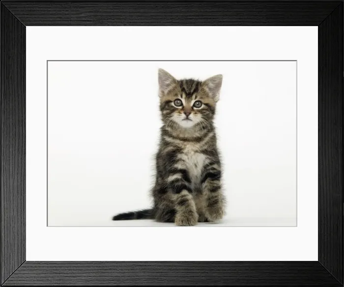 Framed Print : Cat - Tabby kitten sitting Framed Print : Cat - Tabby kitten sitting