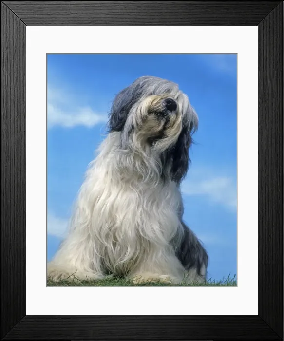 Framed Print : Dog - Polish Lowland Sheepdog Framed Print : Dog - Polish Lowland Sheepdog