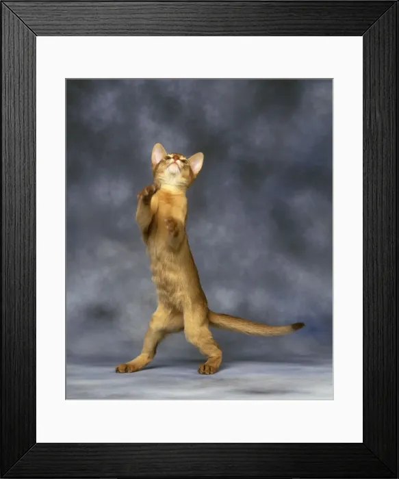 Framed Print : Red Abyssinian Cat - standing on hind legs Framed Print : Red Abyssinian Cat - standing on hind legs