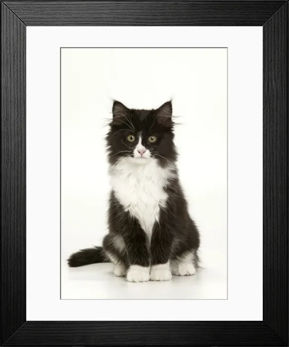 Framed Print : Cat - Black & White Kitten Framed Print : Cat - Black & White Kitten