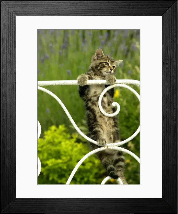 Framed Print : Cat - Tabby kitten hanging onto gate Framed Print : Cat - Tabby kitten hanging onto gate