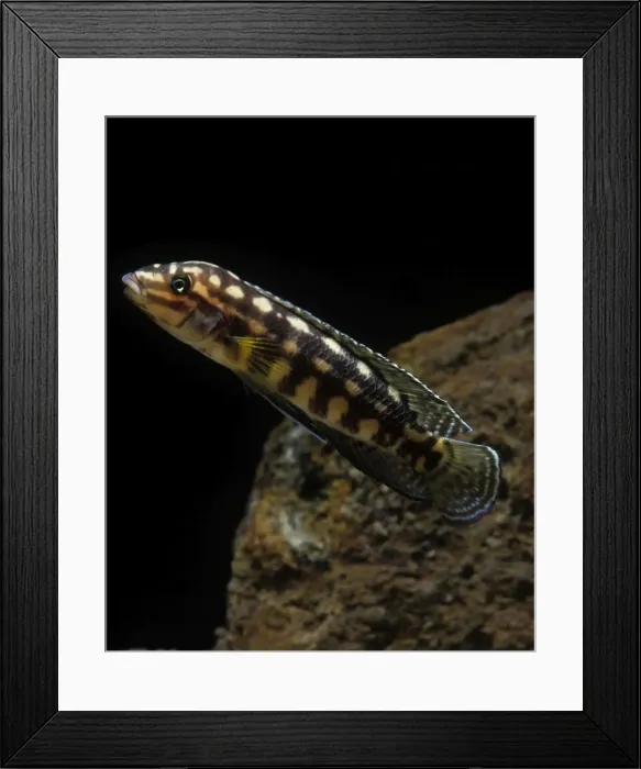 Framed Print : Fish - Checkered Julie Cichlid Lake Tanganyika, Africa Framed Print : Fish - Checkered Julie Cichlid Lake Tanganyika, Africa