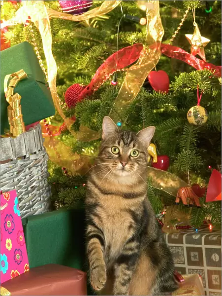 Cat - Tabby cat surrounded by presents & Christmas tree