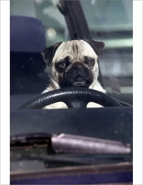 DOG - pug sitting behind wheel of car
