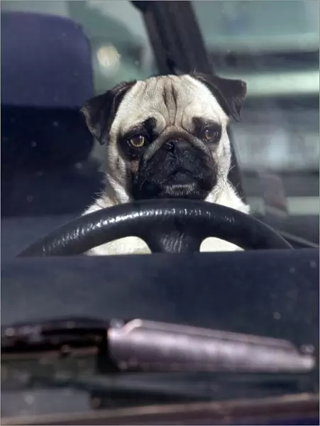 DOG - pug sitting behind wheel of car