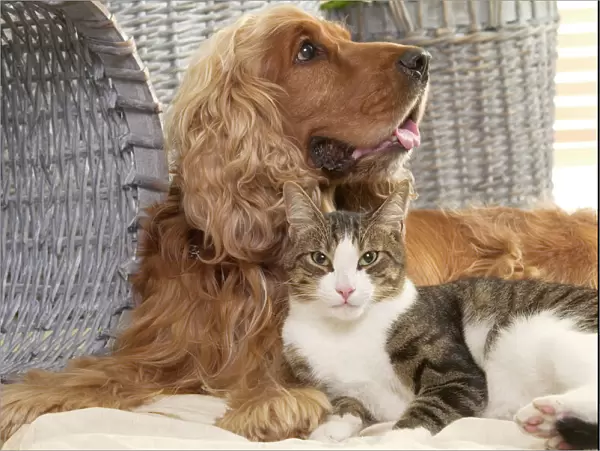 Dog - Cocker Spaniel with Tabby & White Cat
