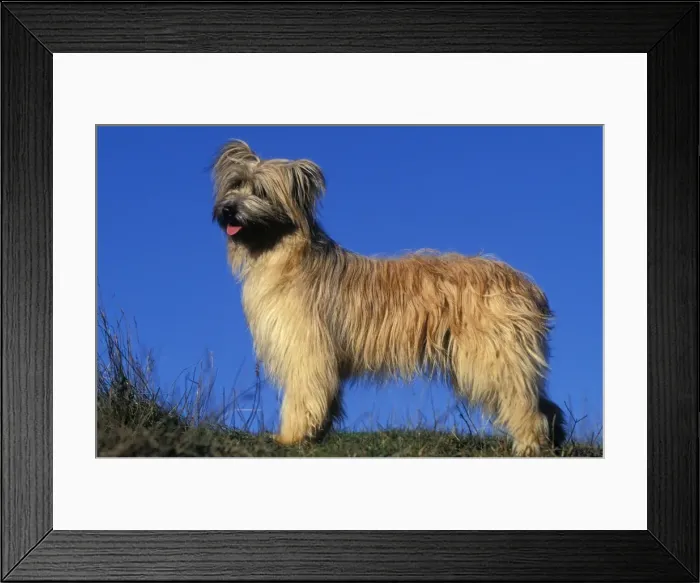 Framed Print : Pyrenean Sheepdog Framed Print : Pyrenean Sheepdog