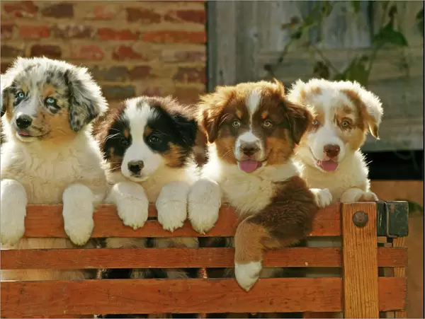 Australian Sheep Dogs - Puppies looking over fence