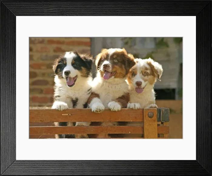 Framed Print : Australian Sheep Dogs - Puppies looking over fence Framed Print : Australian Sheep Dogs - Puppies looking over fence