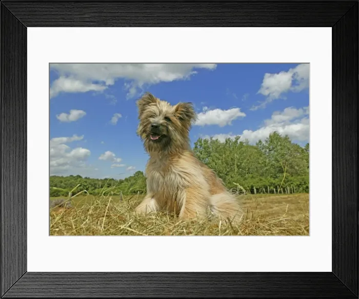 Framed Print : Little Pyrennean Sheepdog - Sitting down Framed Print : Little Pyrennean Sheepdog - Sitting down