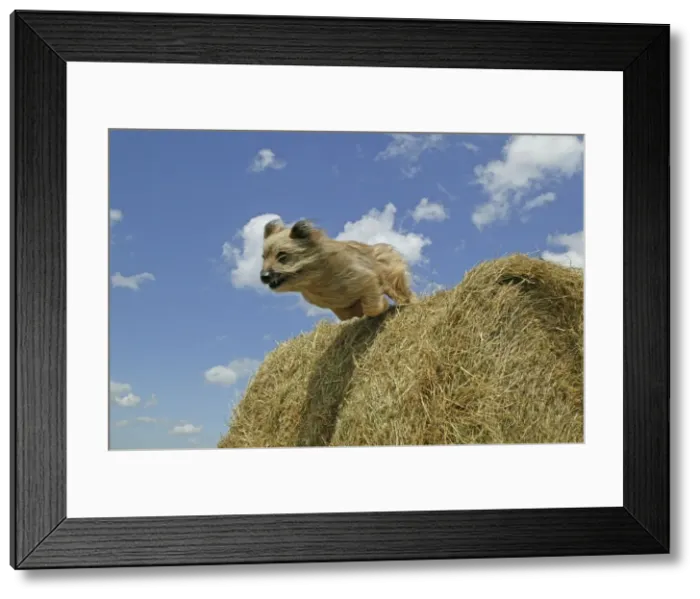 Framed Print : Little Pyrennean Sheepdog - Jumping over hay bale Framed Print : Little Pyrennean Sheepdog - Jumping over hay bale