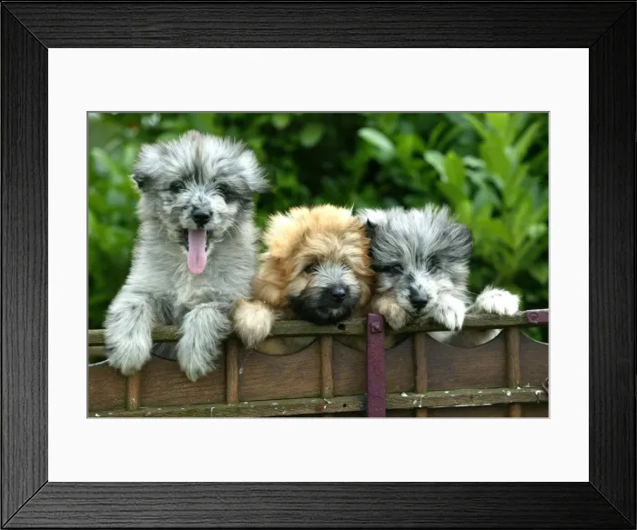 Framed Print : Little Pyrennean Sheepdogs - Looking over fence Framed Print : Little Pyrennean Sheepdogs - Looking over fence