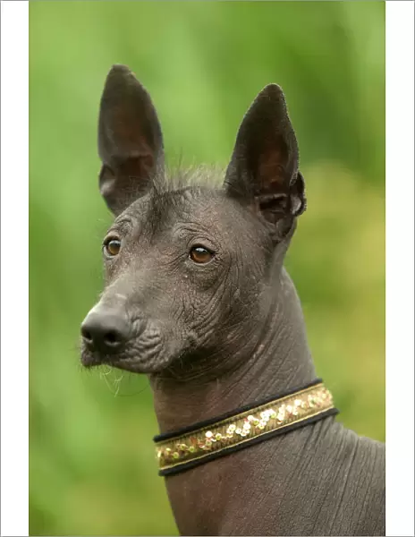 Mexican Hairless Dog - Close up of head