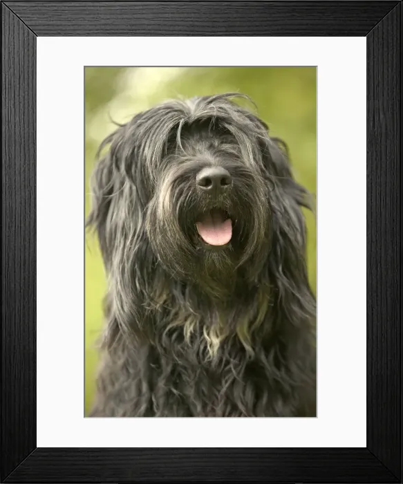 Framed Print : Polish Lowland Sheepdog - Sitting down with mouth open Framed Print : Polish Lowland Sheepdog - Sitting down with mouth open
