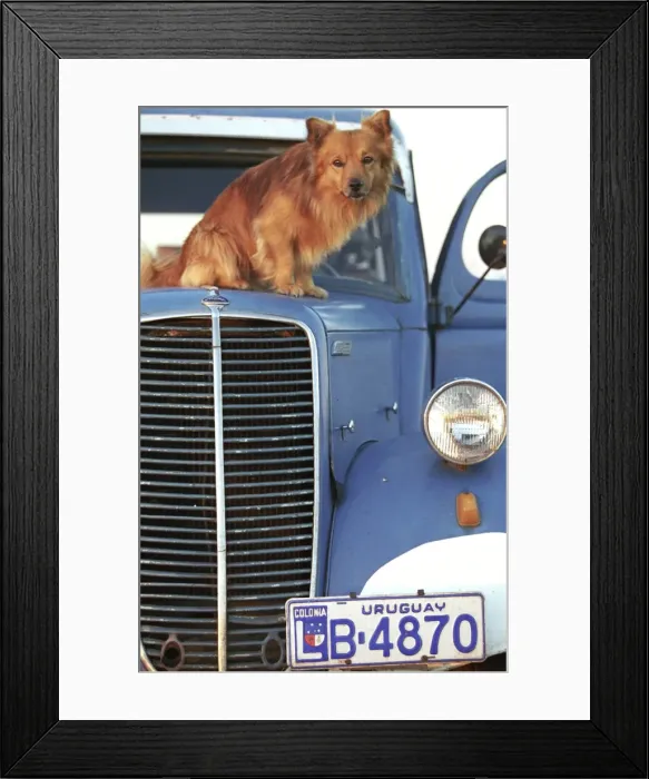 Framed Print : Dog - Sitting on truck bonnet Framed Print : Dog - Sitting on truck bonnet
