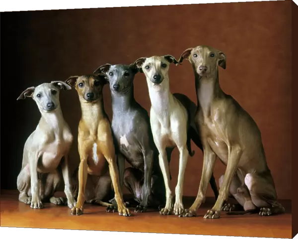 Small Italian Greyhounds - Five sitting down together